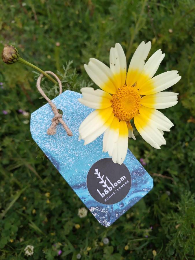 باليرمو Bandbloom المظهر الخارجي الصورة